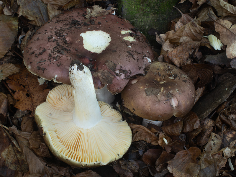 Russula alutacea